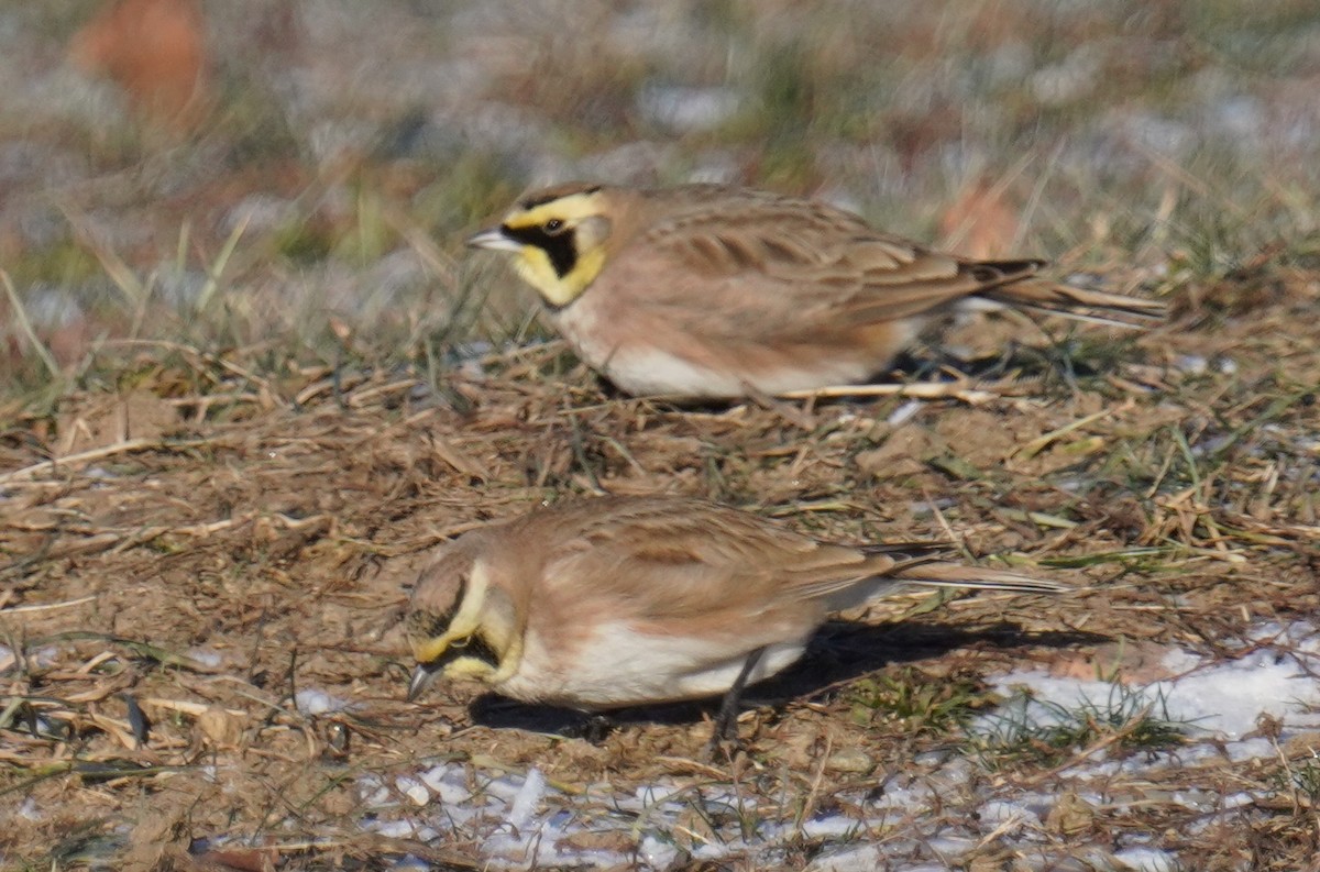 Horned Lark - ML613521175