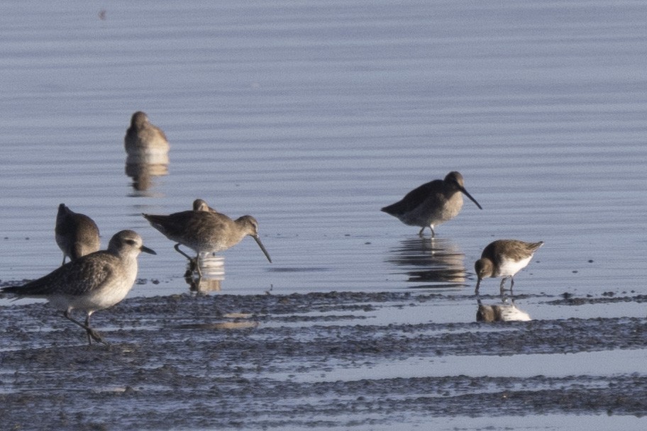 Long-billed Dowitcher - ML613521187