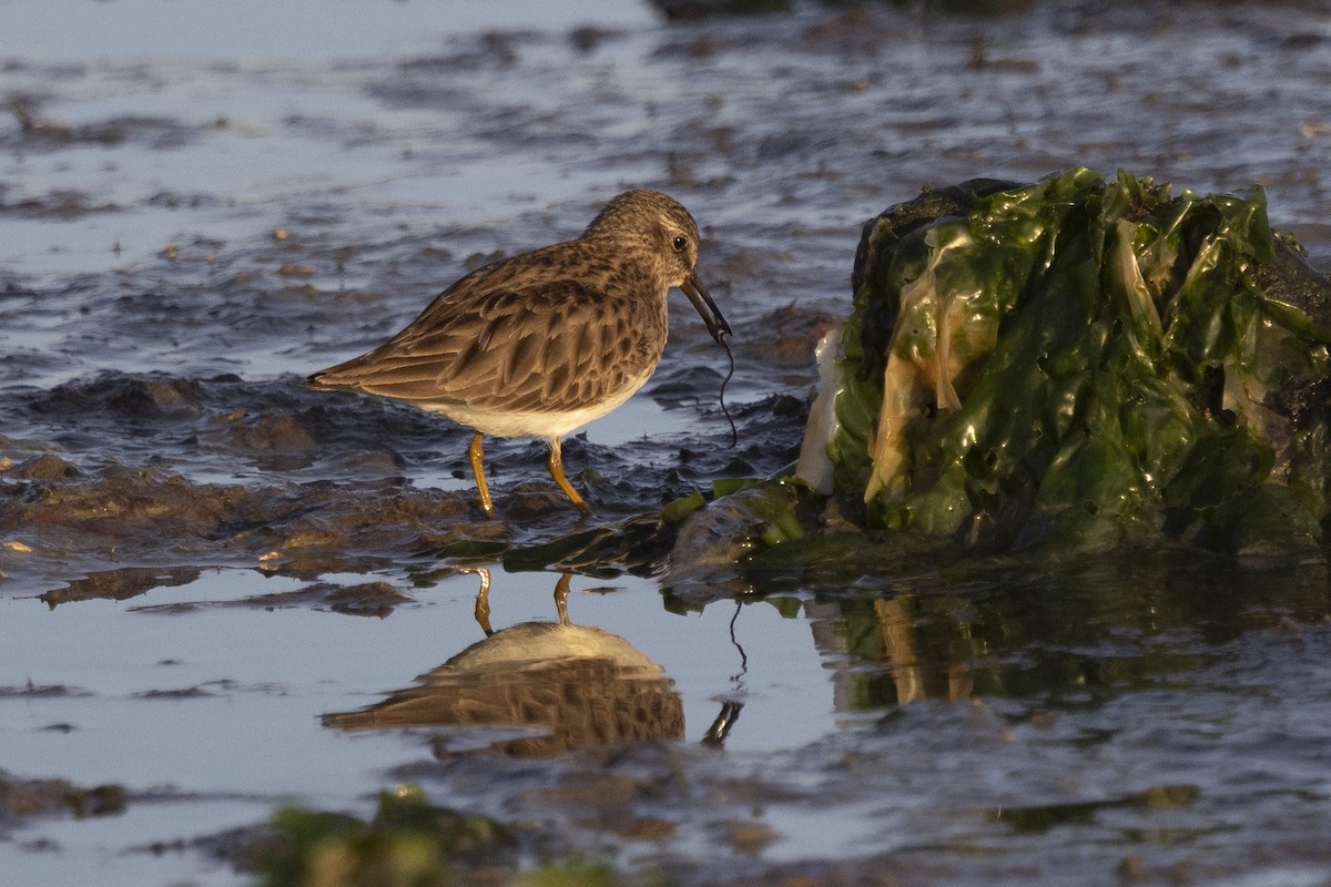 Least Sandpiper - ML613521230