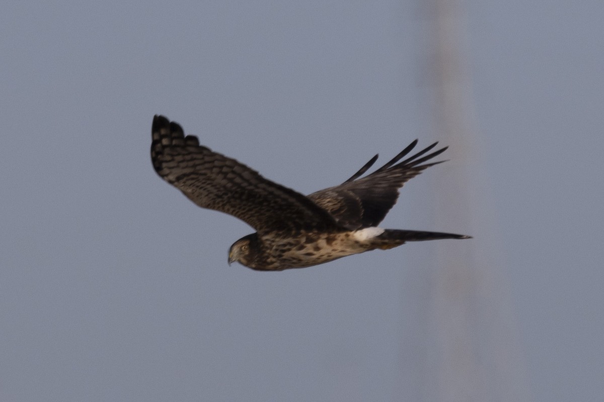 Northern Harrier - ML613521299