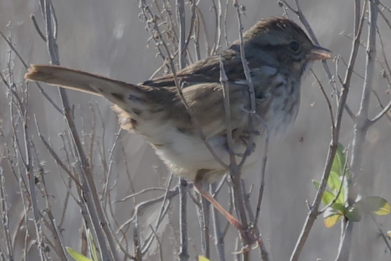 Swamp Sparrow - ML613521337