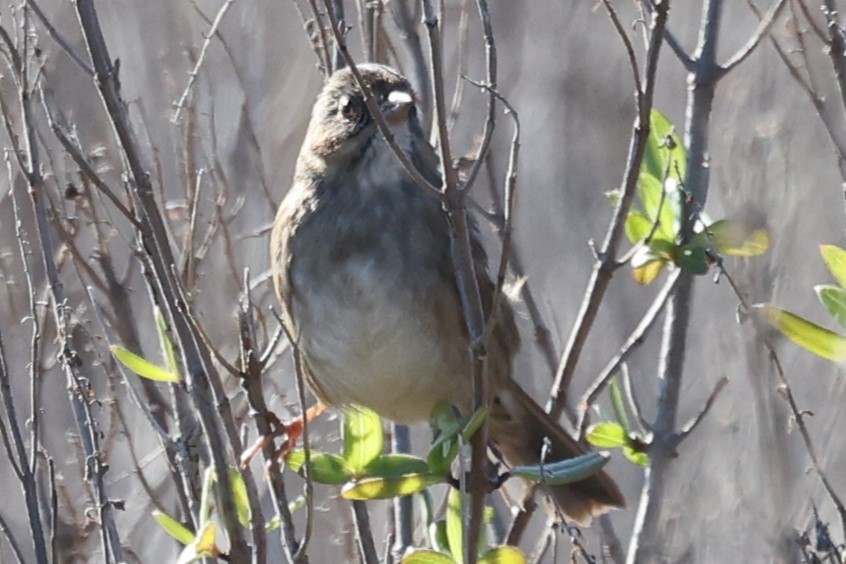 Swamp Sparrow - ML613521338