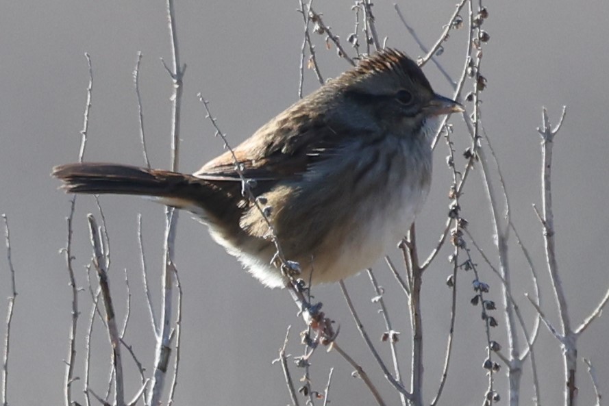 Swamp Sparrow - ML613521340