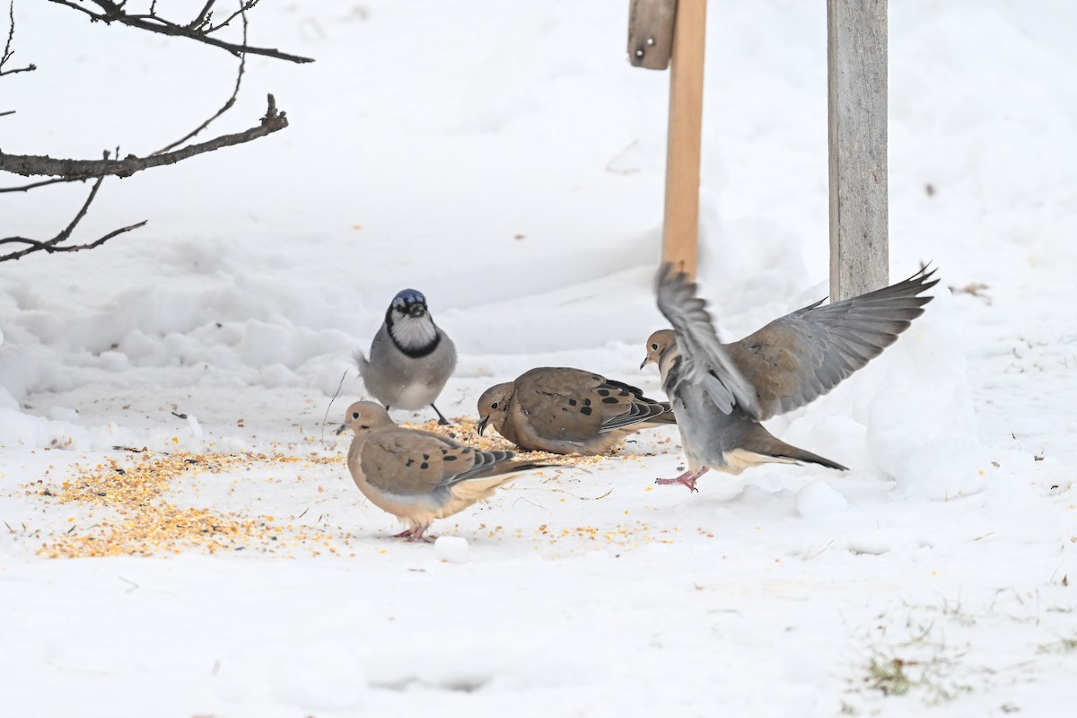 Mourning Dove - ML613521454