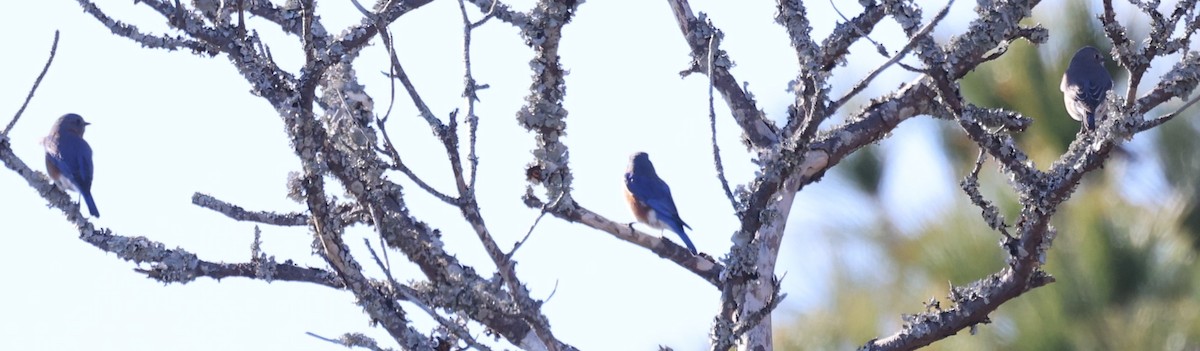 Eastern Bluebird - ML613521457