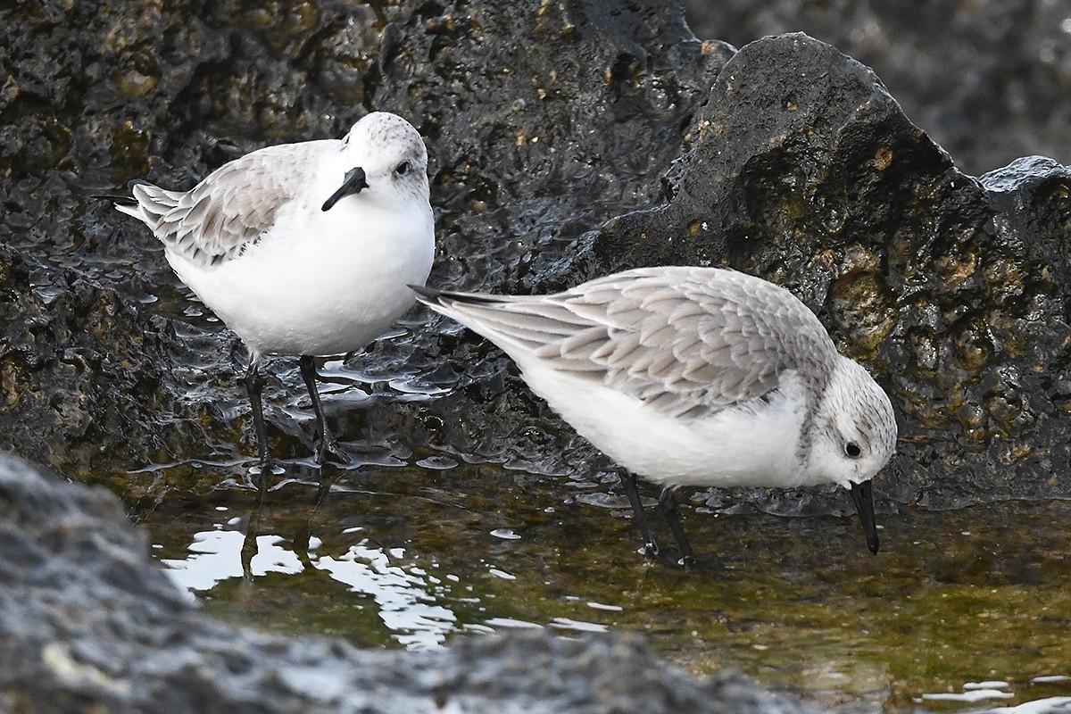 Sanderling - ML613521491