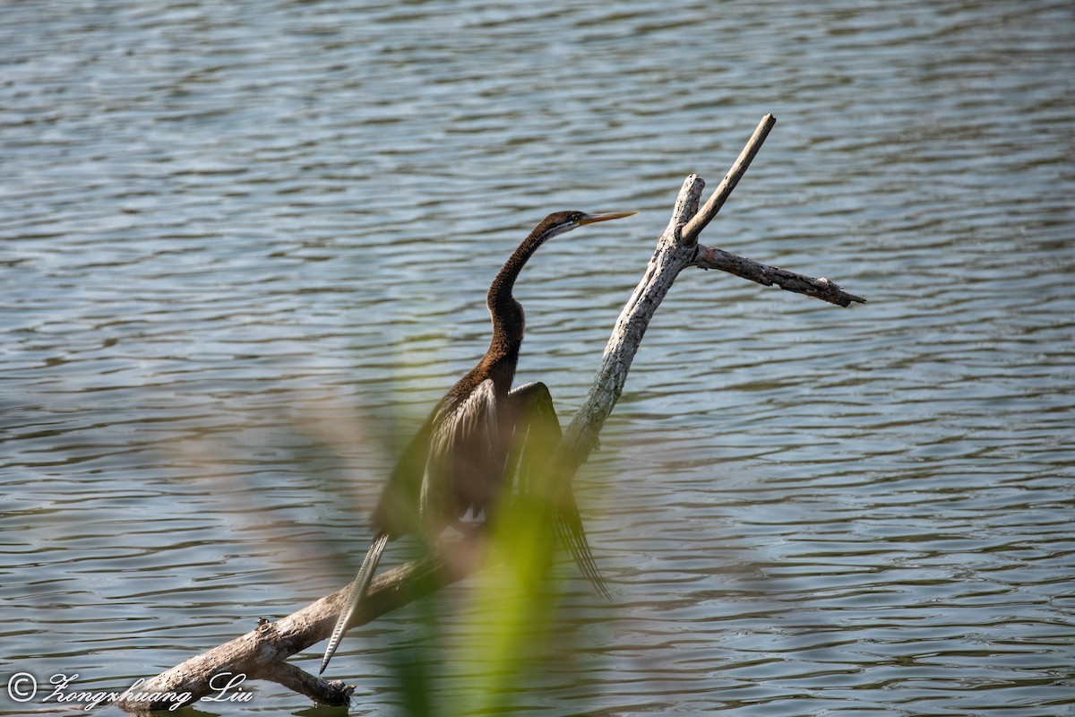 Oriental Darter - ML613521568