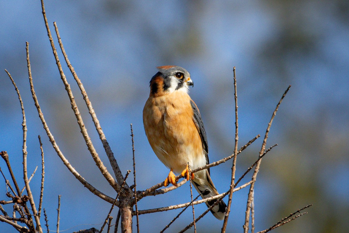 American Kestrel - ML613521594