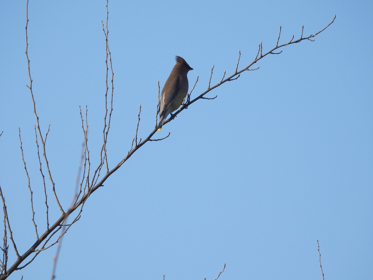 Cedar Waxwing - ML613521624