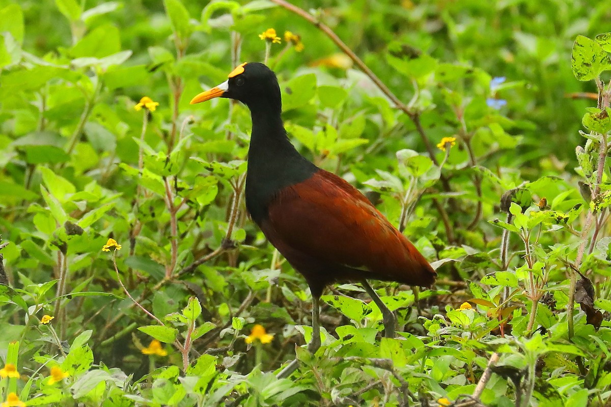 Northern Jacana - ML613521642