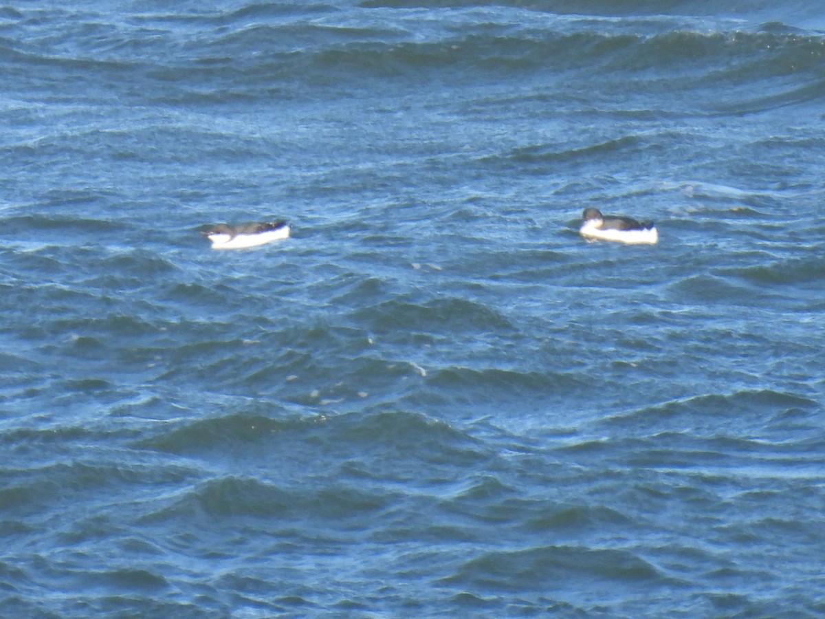 Thick-billed Murre - ML613521665