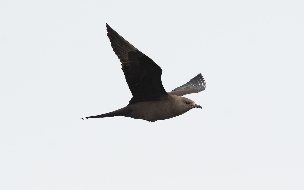 Parasitic Jaeger - ML613521684