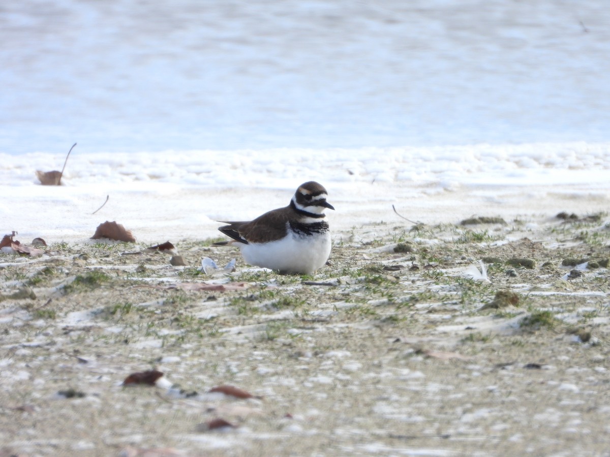 Killdeer - ML613521758