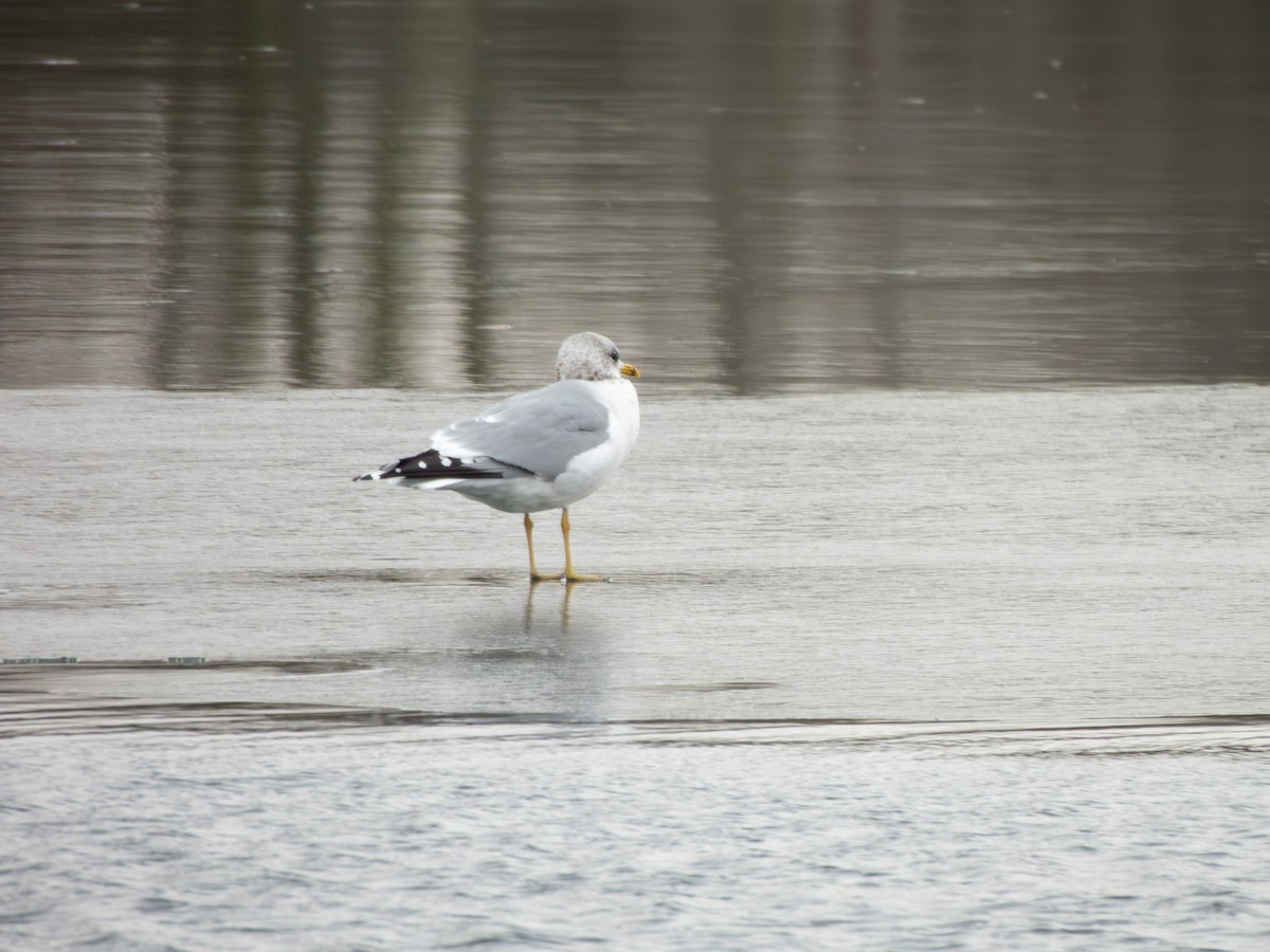 Common Gull - ML613521841