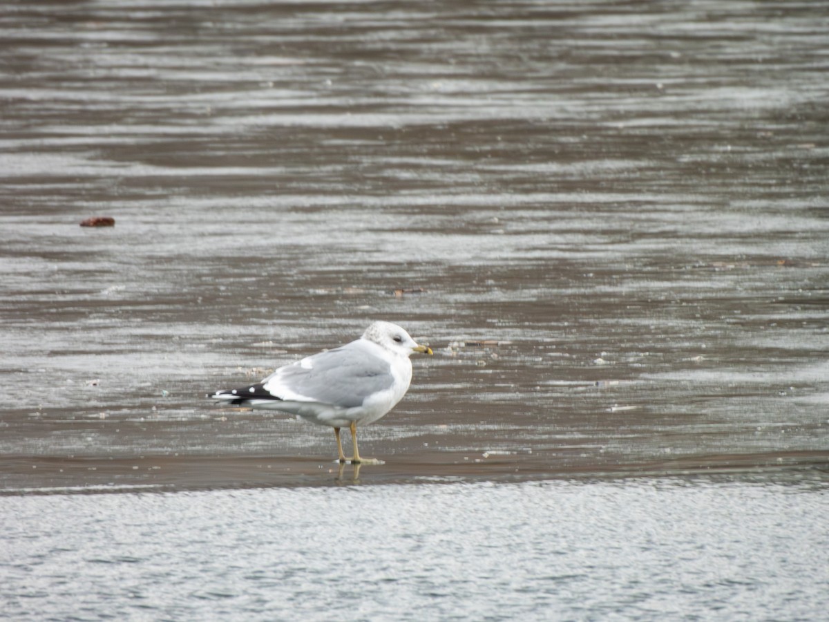 Common Gull - ML613521843