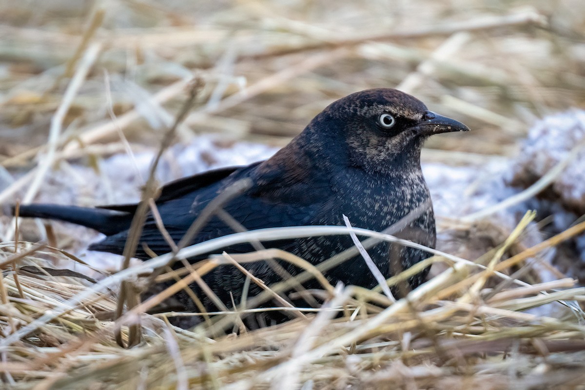 Rusty Blackbird - ML613521851