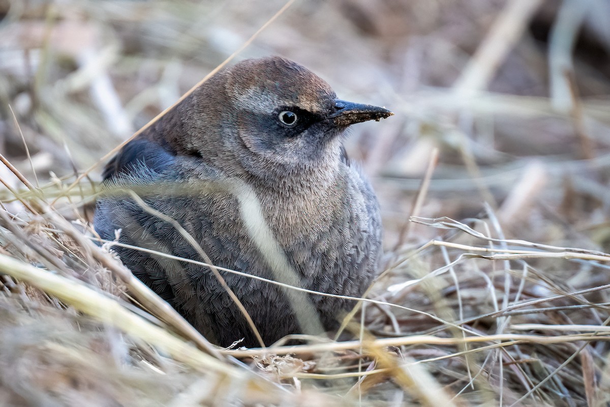Rusty Blackbird - ML613521852