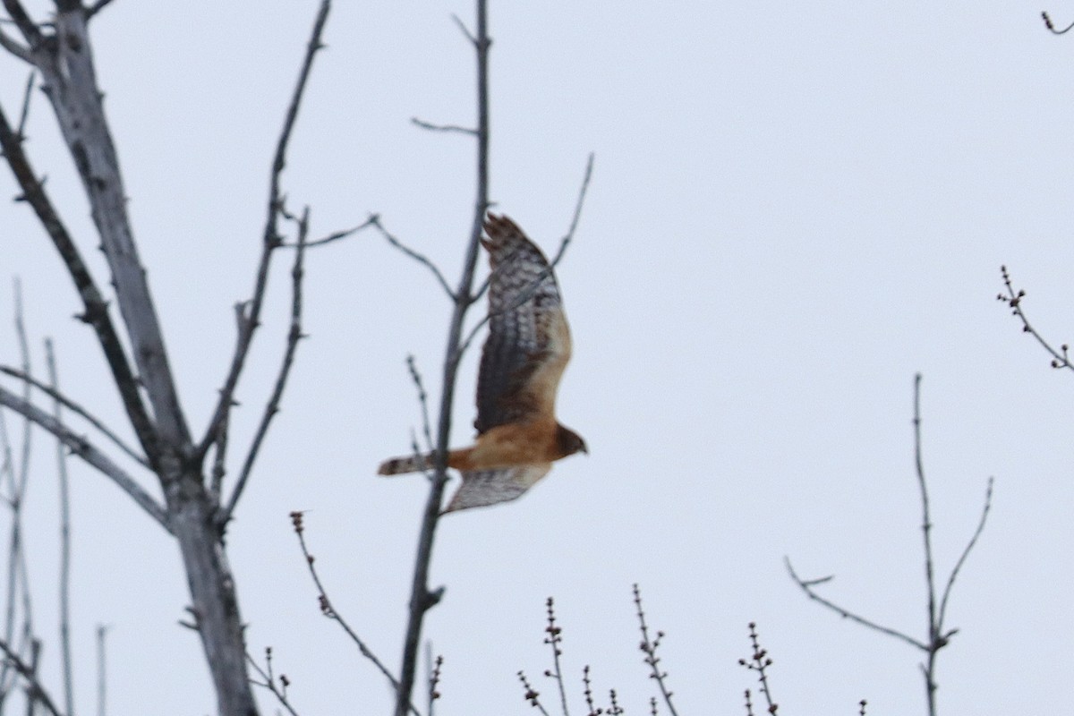 Northern Harrier - ML613521864