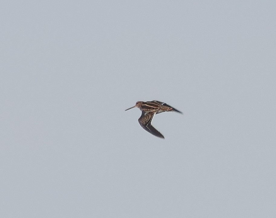 Common Snipe - Mileta Čeković