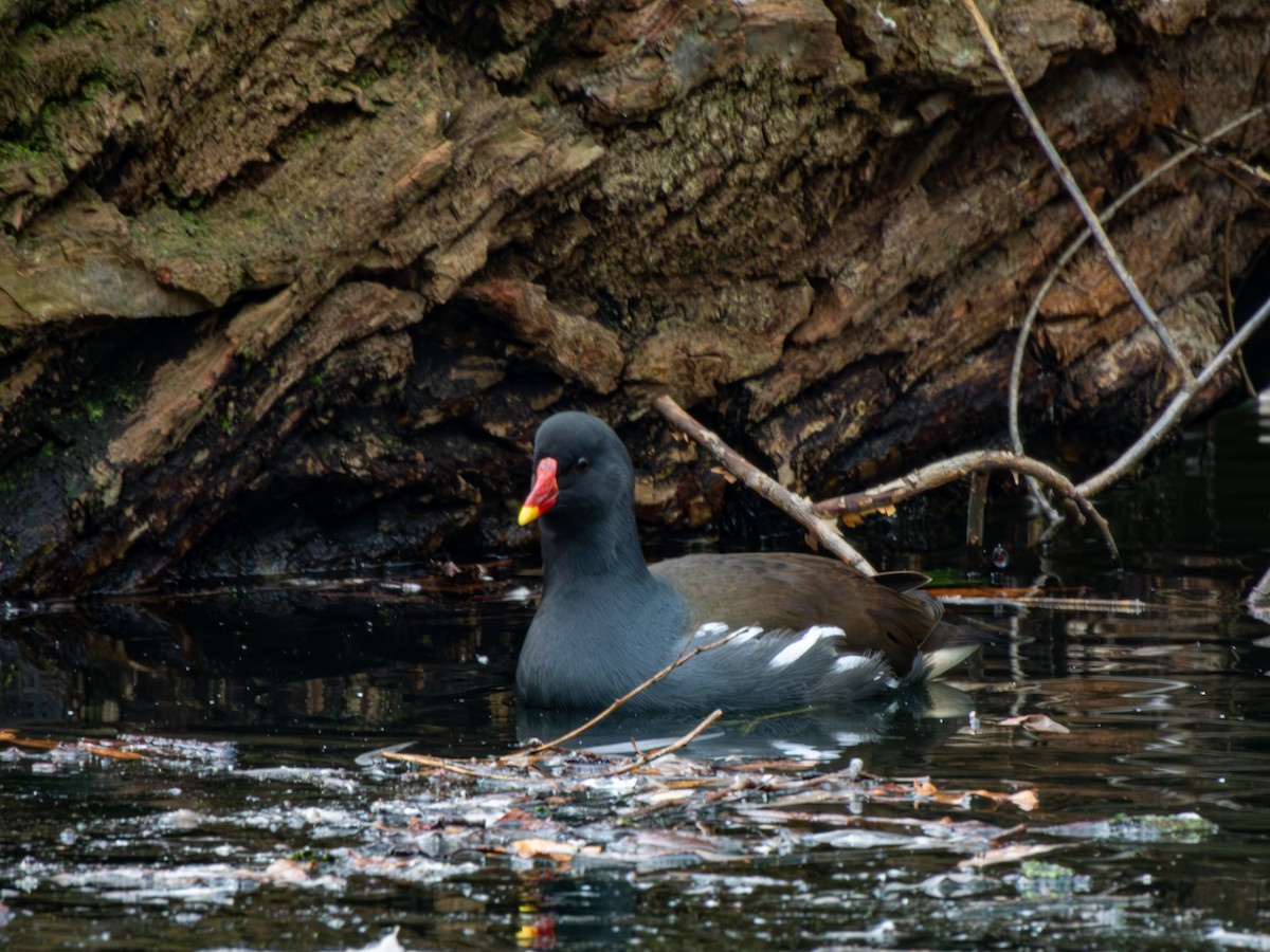 Eurasian Moorhen - ML613521910