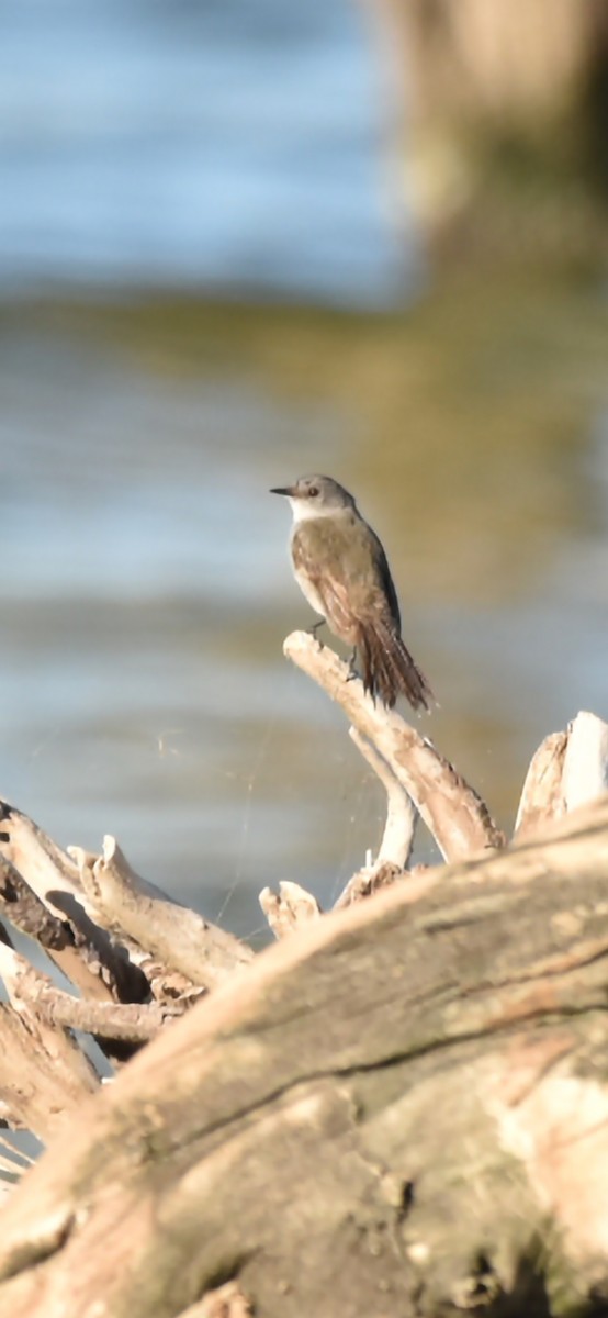 Sooty Tyrannulet - ML613521942