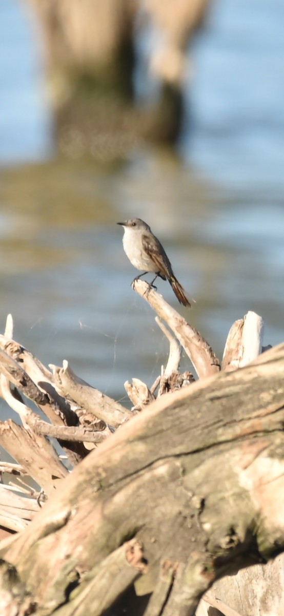 Sooty Tyrannulet - ML613521943