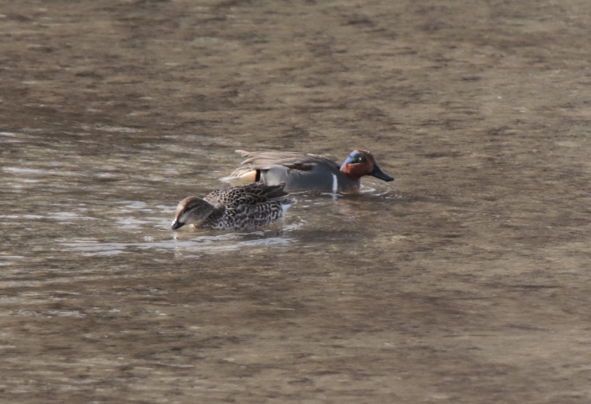 Green-winged Teal - ML613522066