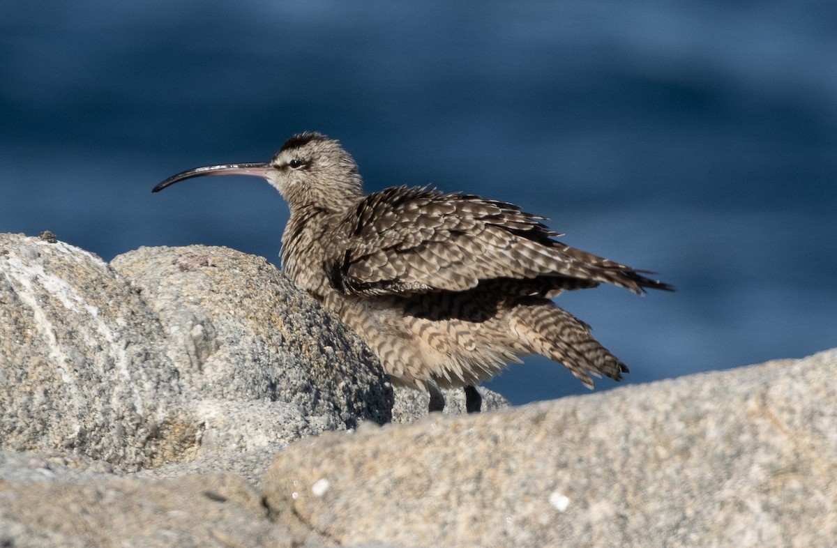 Whimbrel - ML613522073