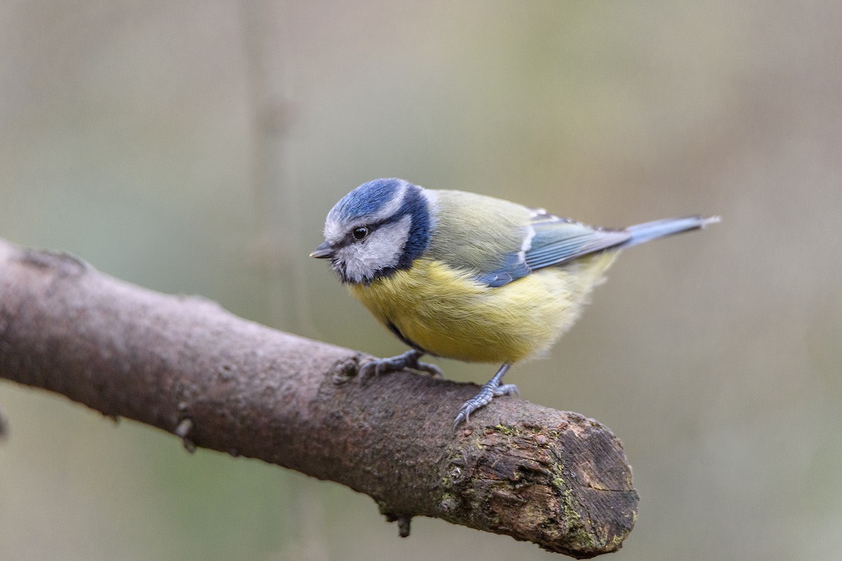 Eurasian Blue Tit - ML613522110