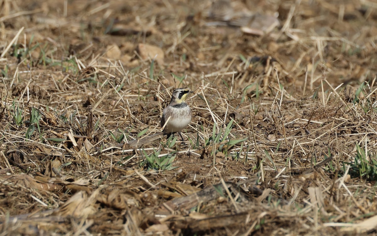 Horned Lark - Jamie Adams