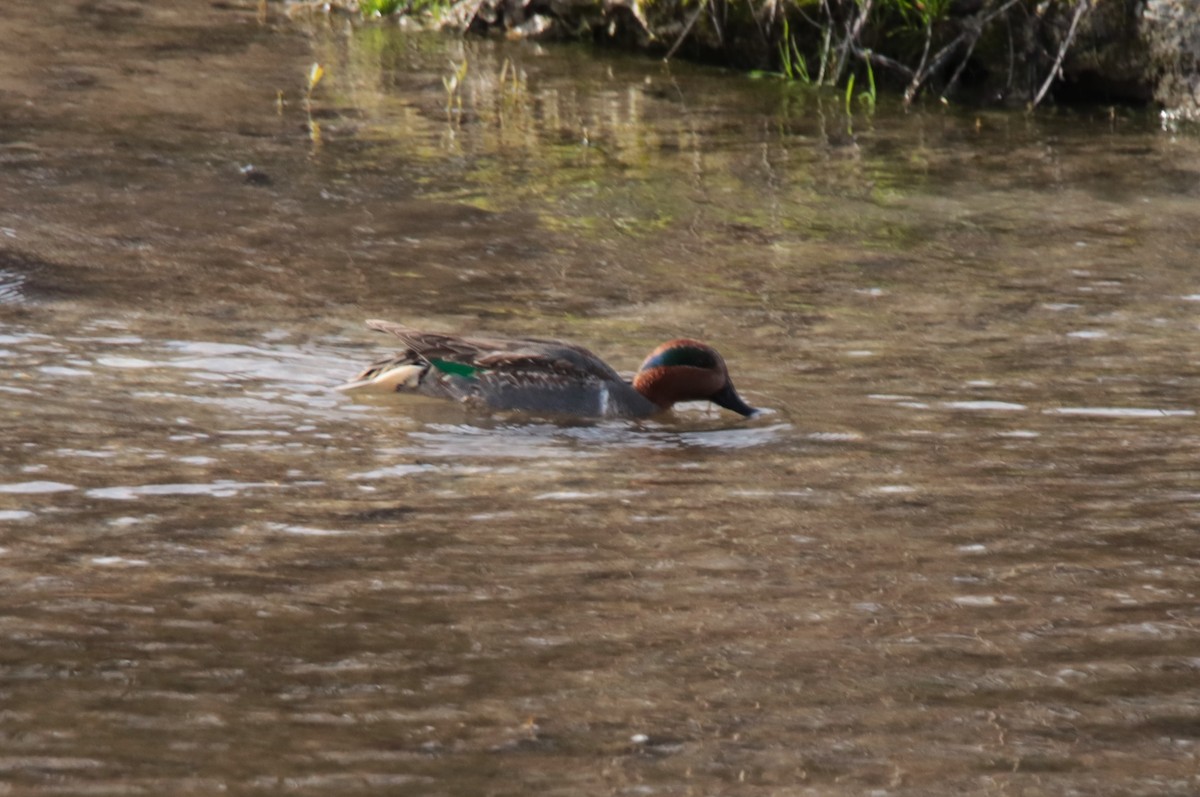Green-winged Teal - ML613522119