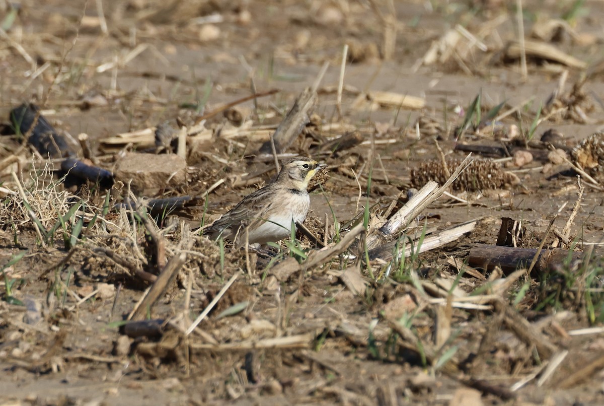 Horned Lark - Jamie Adams