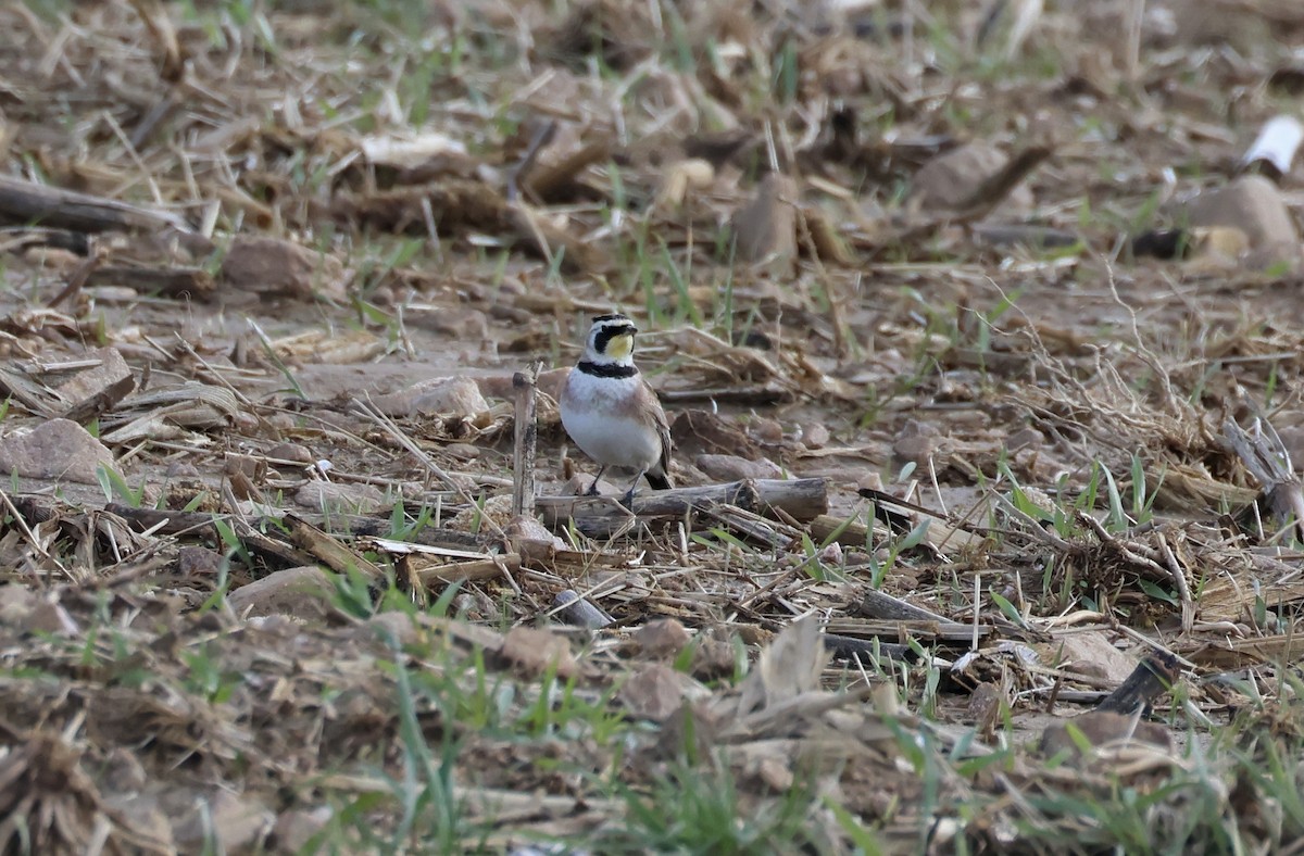 Horned Lark - Jamie Adams