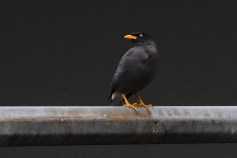 Javan Myna - ML613522161