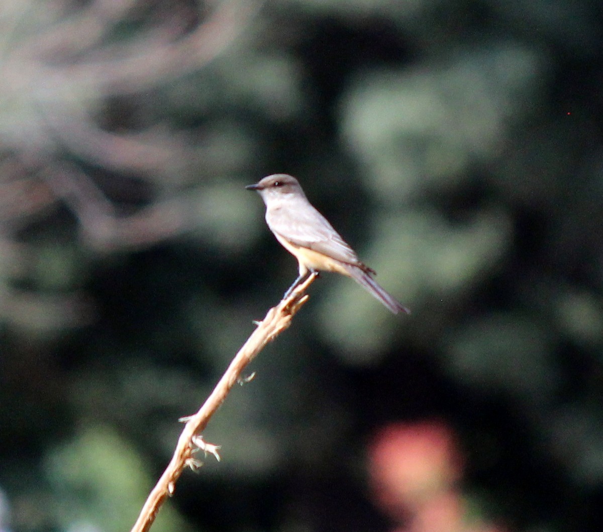 Say's Phoebe - ML613522210