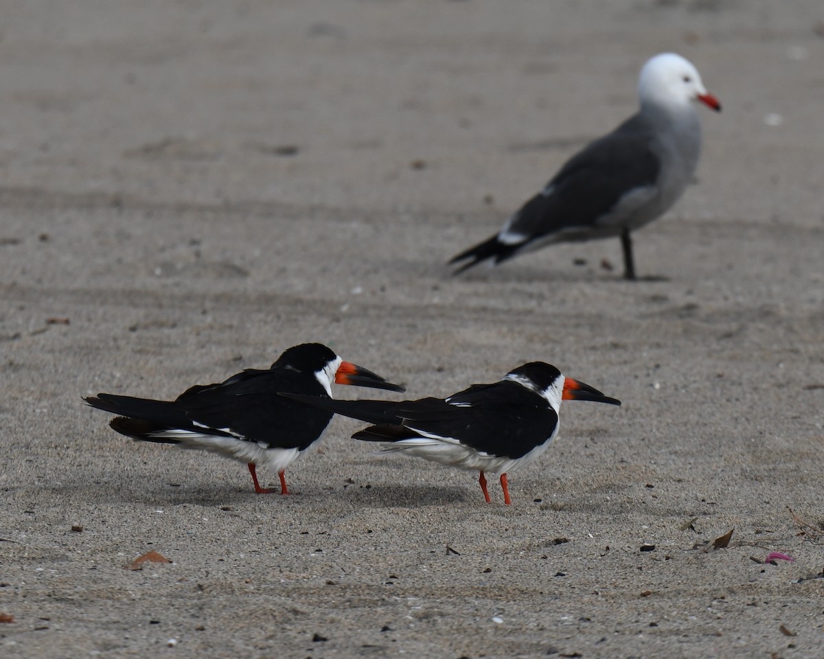 Black Skimmer - ML613522232