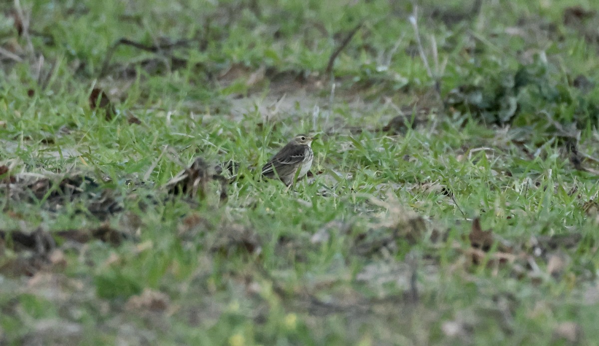 American Pipit - ML613522267