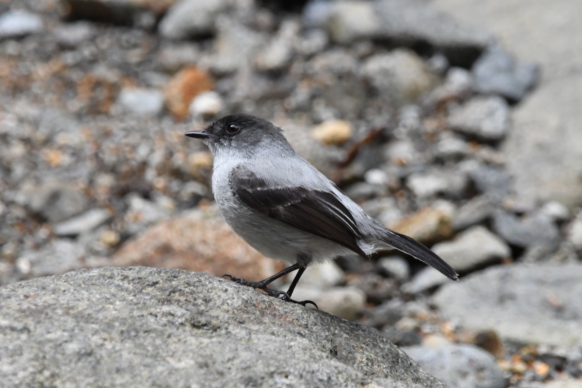 Torrent Tyrannulet - ML613522307