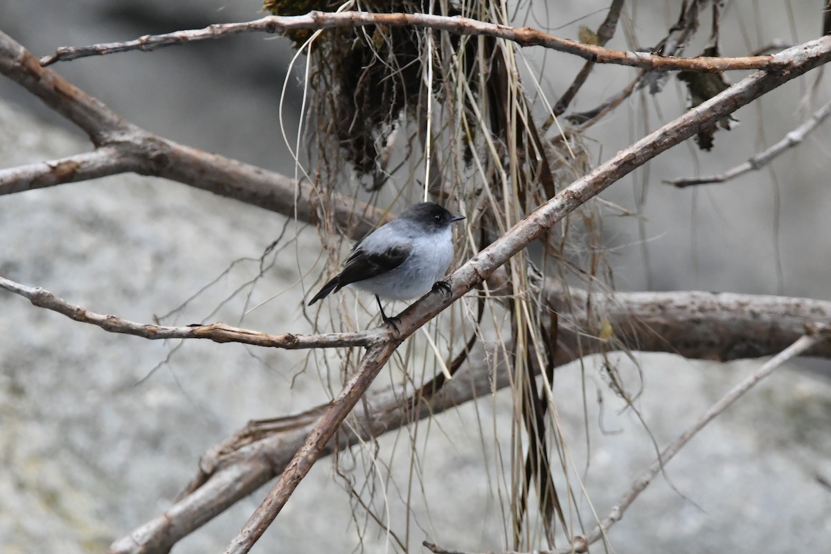 Torrent Tyrannulet - Jessy Lopez Herra