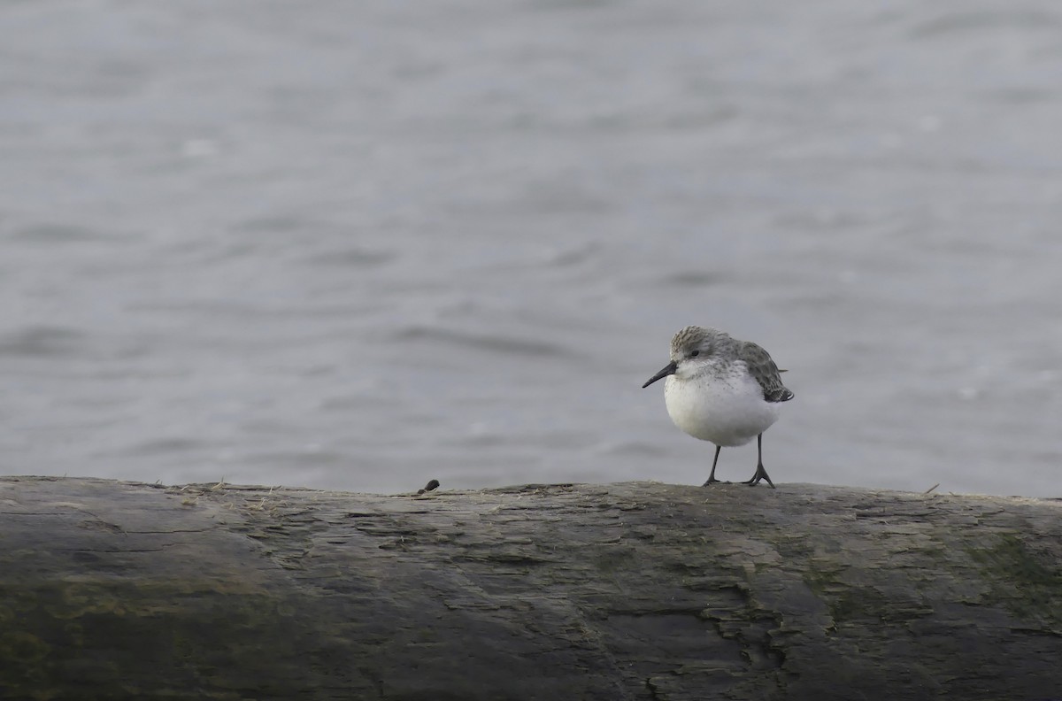 Bergstrandläufer - ML613522343