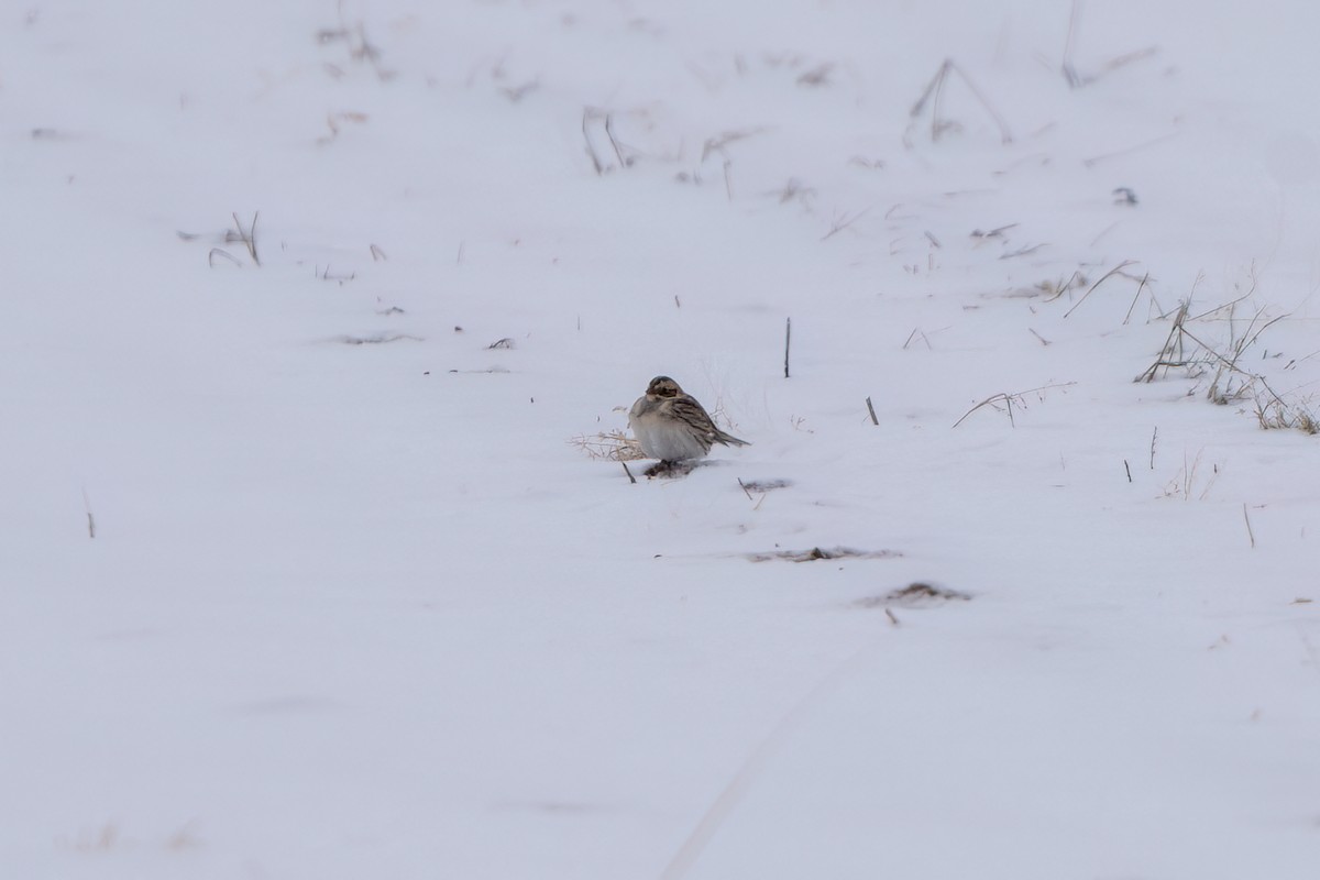 Lapland Longspur - ML613522360