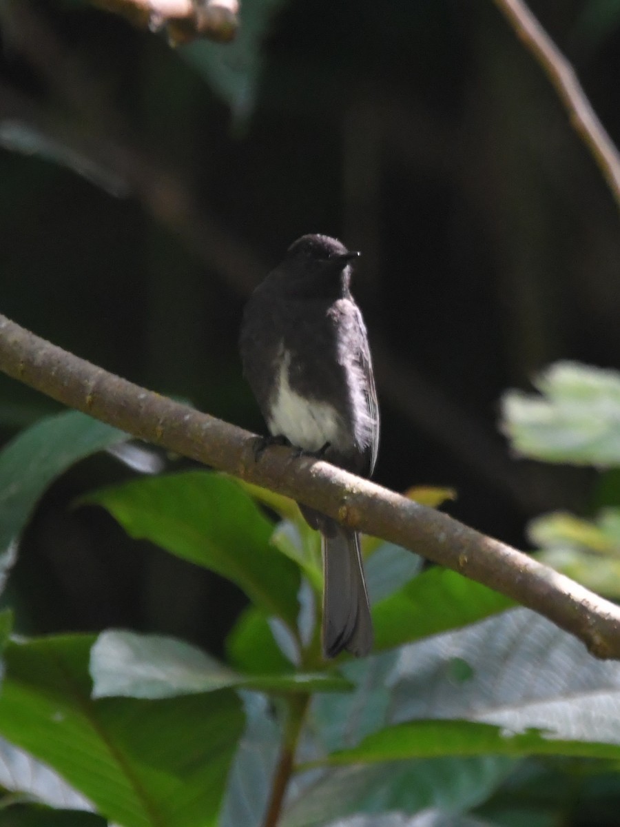 Black Phoebe - ML613522369