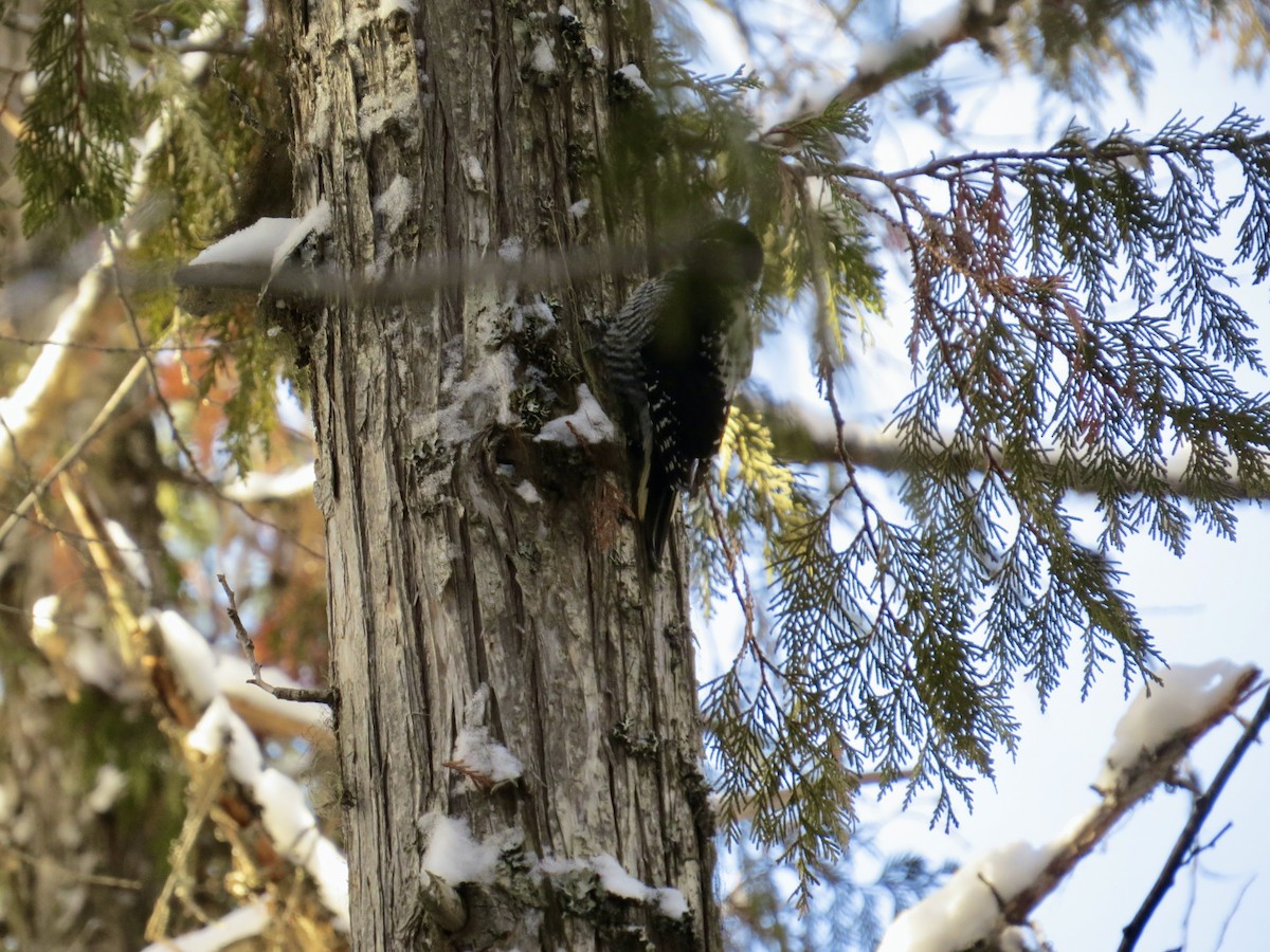 American Three-toed Woodpecker - Sandy Proulx