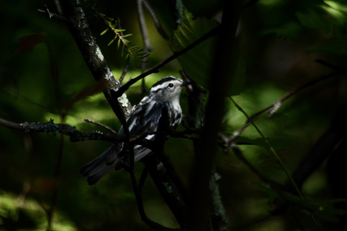 Black-and-white Warbler - Peter Mundale