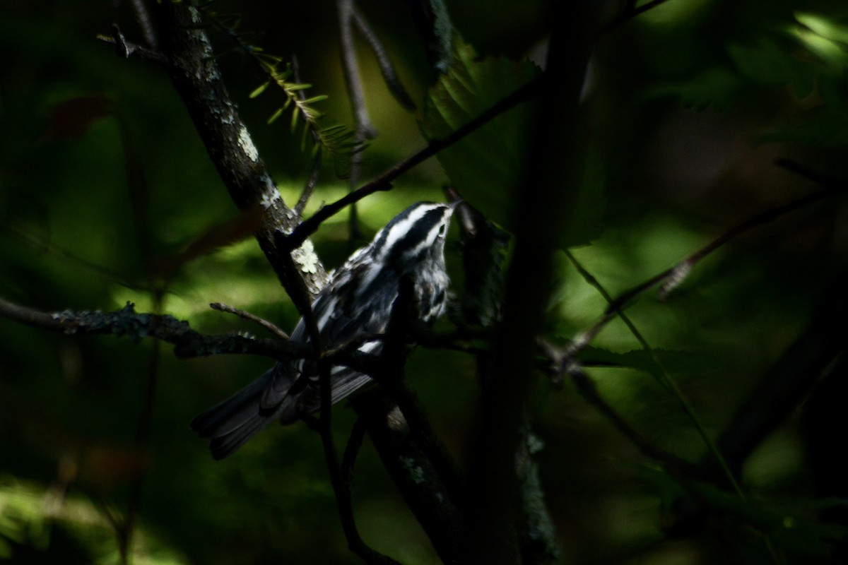 Black-and-white Warbler - ML613522421