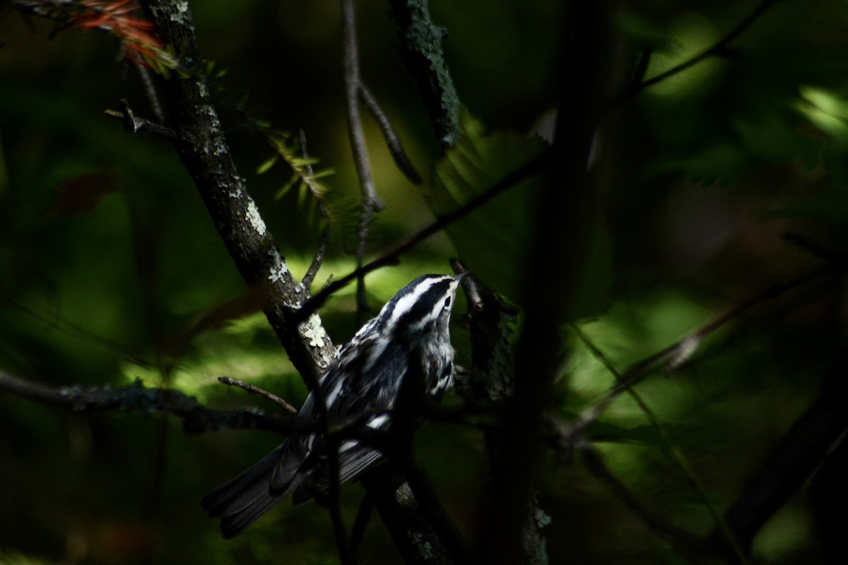 Black-and-white Warbler - ML613522422