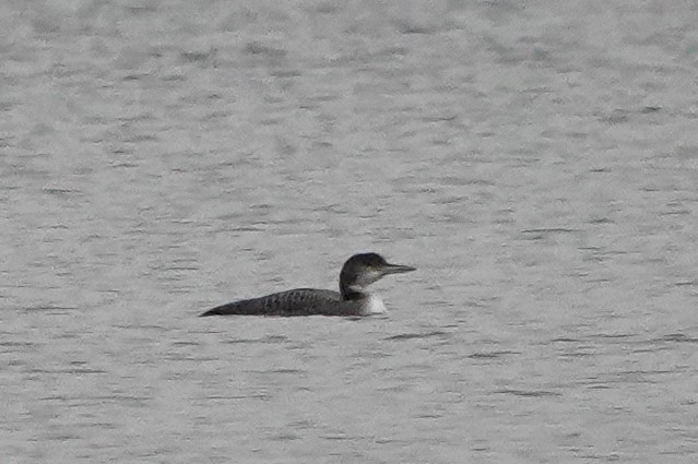 Common Loon - Carena Pooth