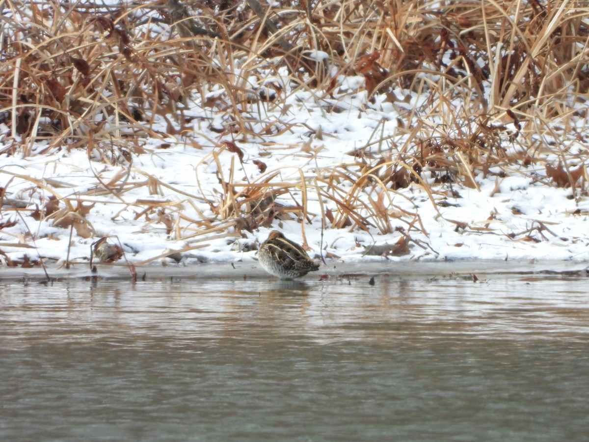 Wilson's Snipe - ML613522484