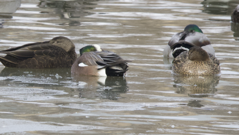 American Wigeon - ML613522553