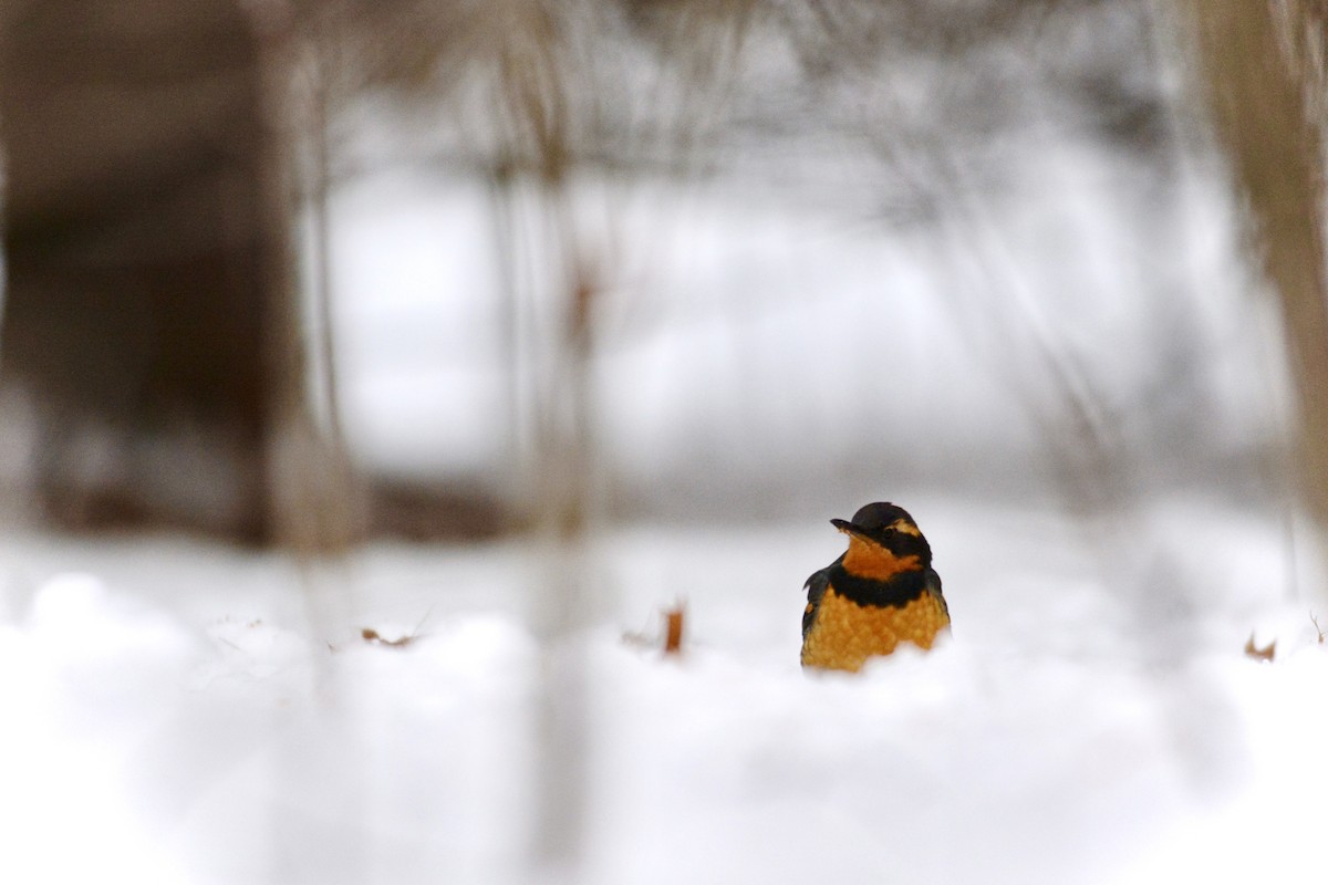 Varied Thrush - ML613522557